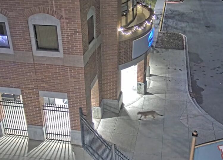 Felino raro é submetido à eutanásia após ficar 2 dias andando por faculdade