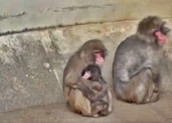 Final feliz! Filhote de macaco rejeitado em zoo faz amigo e é abraçado