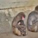 Final feliz! Filhote de macaco rejeitado em zoo faz amigo e é abraçado