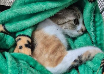 Gata arremessada de 12° andar: saiba identificar sinais de maus-tratos. Veja vídeo