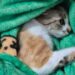 Gata arremessada de 12° andar: saiba identificar sinais de maus-tratos. Veja vídeo