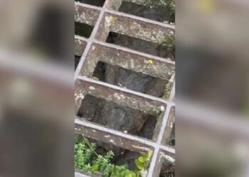 Jacaré “camuflado” em bueiro surpreende e assusta população