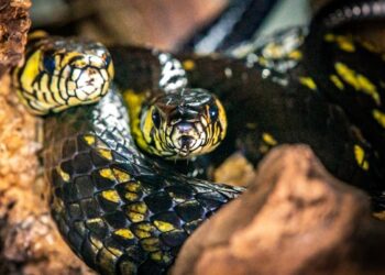 Medo de serpente? USP lança guia para desmistificar cobras