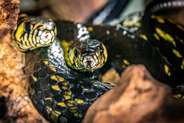 Medo de serpente? USP lança guia para desmistificar cobras
