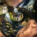 Medo de serpente? USP lança guia para desmistificar cobras