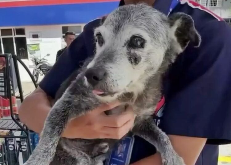 Pingo: cão comunitário de 22 anos pode se tornar o mais velho do país