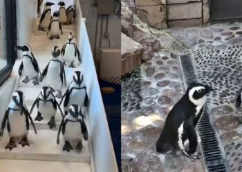 Pinguins com frio? Onda ártica leva aquário a abrigar 20 aves nos EUA