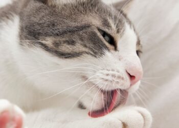 Por que o Carnaval aumenta risco de pets terem problemas de pele