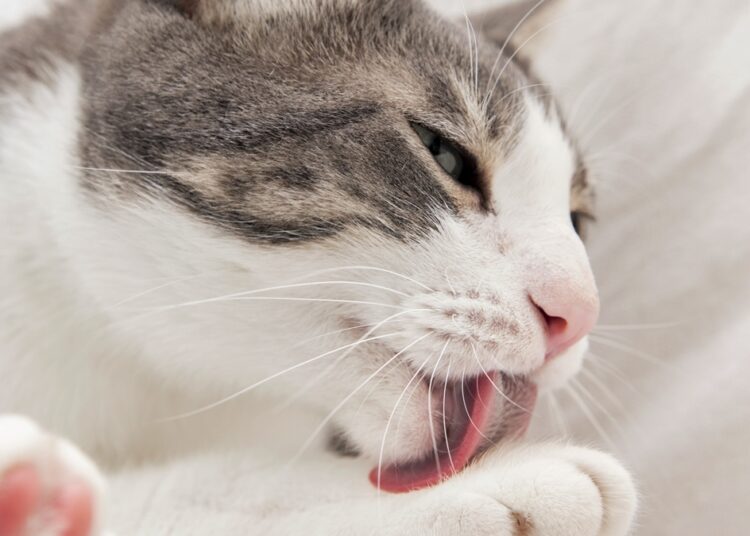 Por que o Carnaval aumenta risco de pets terem problemas de pele