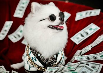 Sem herança: saiba como garantir o futuro dos pets após morte do tutor