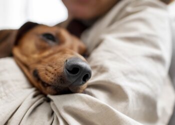 Será que seu pet tem depressão? Veterinária revela causas e 6 sinais