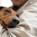 Será que seu pet tem depressão? Veterinária revela causas e 6 sinais