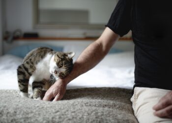 Seu gato é rabugento? Especialista revela 6 sinais de confiança e amor