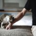 Seu gato é rabugento? Especialista revela 6 sinais de confiança e amor