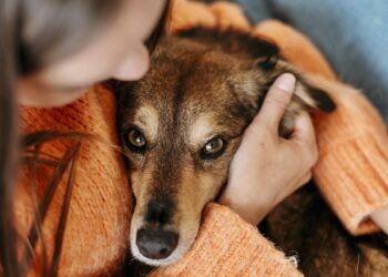Seu pet é feliz? Confira 5 sinais que não mentem