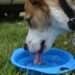 Verão: por que o calor extremo é uma ameaça para os pets?