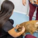 No momento, você está visualizando VetMóvel oferece atendimento veterinário gratuito no bairro Jereissati I