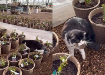 Vídeo: gato "funcionário" vira herói após capturar rato em loja
