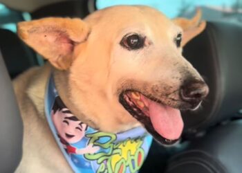 Vô Davi, cachorro de 22 anos, é adotado e emociona o país