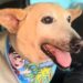 Vô Davi, cachorro de 22 anos, é adotado e emociona o país