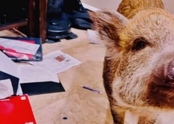 "Meu porco comeu a tarefa": aluna tem dever destruído pela própria pet