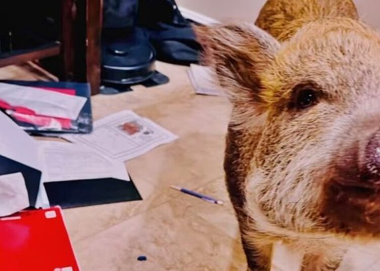 "Meu porco comeu a tarefa": aluna tem dever destruído pela própria pet