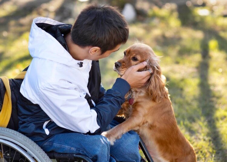 8 dicas infalíveis para estimular a inteligência do seu cachorro