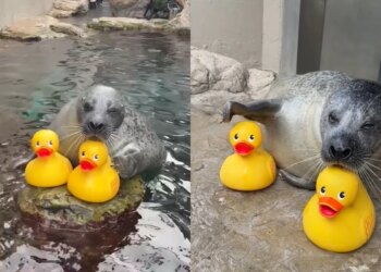 A amizade entre uma foca e um patinho de borracha que comoveu a web