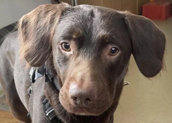 Abrigo luta para recuperar cachorrinho com abstinência de álcool