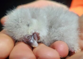 Ave rara: Kākāpō tem 1º filhote em quatro anos na Nova Zelândia