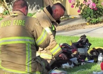 Bombeiros salvam 4 gatos em incêndio; pets precisaram ser reanimados