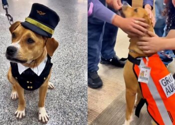 Cadela abandonada em aeroporto em SP vira mascote de apoio emocional