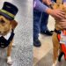 Cadela abandonada em aeroporto em SP vira mascote de apoio emocional