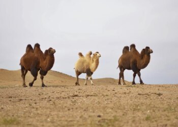 Camelos são expulsos de concurso de beleza após receberem injetáveis