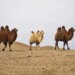 Camelos são expulsos de concurso de beleza após receberem injetáveis