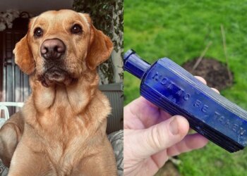 Cão desvenda crime de 160 anos ao encontrar frasco de “veneno”