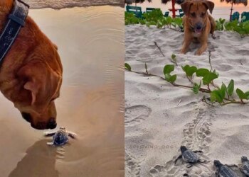 Cão praieiro ajuda filhotes de tartaruga a chegar ao mar