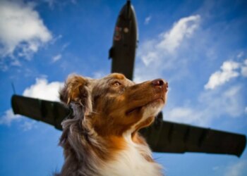 Companhia aérea vai aceitar animais de estimação de 30 kg na cabine