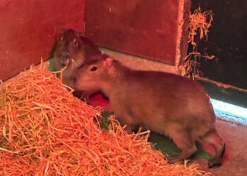 Em busca de liberdade? Capivara chamada Samba foge de zoológico