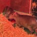 Em busca de liberdade? Capivara chamada Samba foge de zoológico