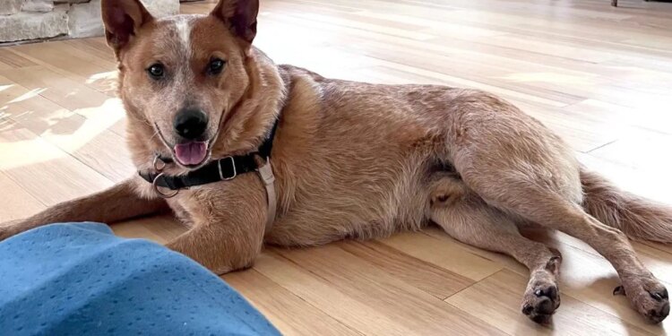 Família adota cachorro e ele desaparece por mais de um mês