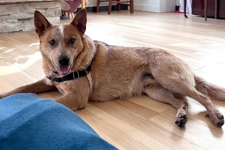 Família adota cachorro e ele desaparece por mais de um mês