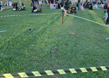 Família de quero-queros ganha “área VIP” no Lollapalooza
