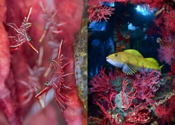 Fotos vencedoras de concurso de fotografia animal encantam a web; veja