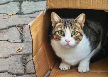 Gatos e mudança de casa: o pet se apega ao lar ou ao dono?