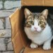 Gatos e mudança de casa: o pet se apega ao lar ou ao dono?