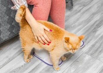 Gatos reconhecem a voz de bebê? Veja o que a ciência diz sobre seu pet