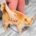 Gatos reconhecem a voz de bebê? Veja o que a ciência diz sobre seu pet