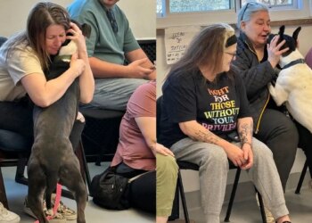 Inspirado em IA, abrigo realiza evento em que cães escolhem os tutores