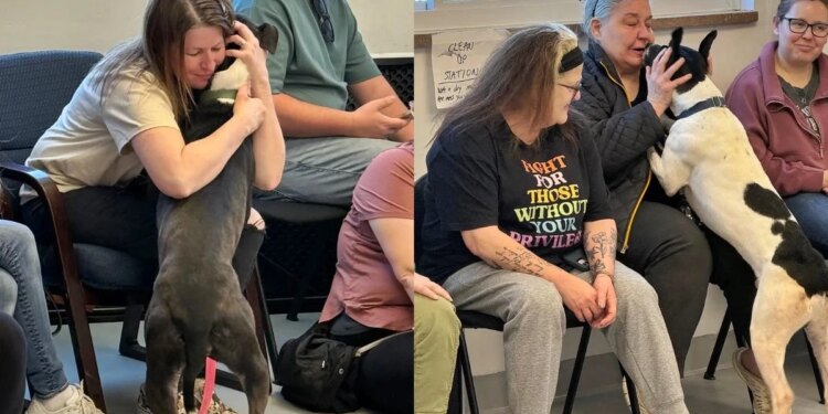 Inspirado em IA, abrigo realiza evento em que cães escolhem os tutores